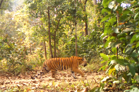 Bardiya_Tiger
