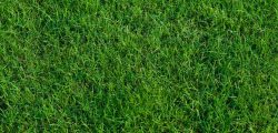 Bermuda-Grass-in-GA-1000x600