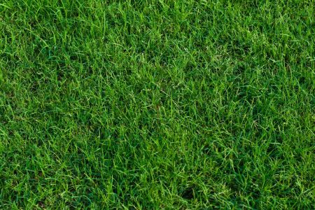 Bermuda-Grass-in-GA-1000x600