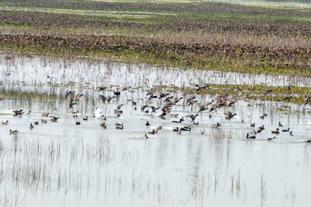 Birds-in-Barju-Tal