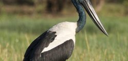 Black-necked_Stork_BnFHc8NzbY