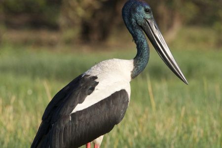 Black-necked_Stork_BnFHc8NzbY