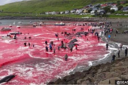Blood-in-the-Sea