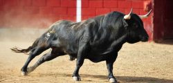 Bull-commits-suicide-after-its-horns-were-lit-on-fire-1