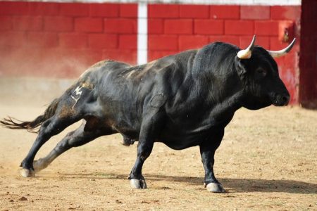 Bull-commits-suicide-after-its-horns-were-lit-on-fire-1