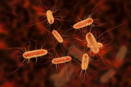 ecoli infection