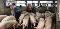 Buyers elect and mark pigs to be sent to the slaughter house next door at a holding facility in Nanning, China on Monday, 16 September  2019.
