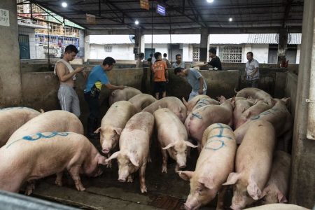 Buyers elect and mark pigs to be sent to the slaughter house next door at a holding facility in Nanning, China on Monday, 16 September  2019.