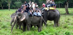 Chitwan-sauraha