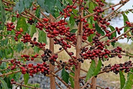 Coffee-Plant