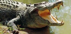 Corcodile