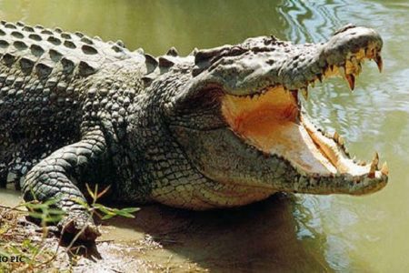 Corcodile