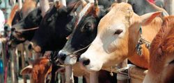 Cow_arthik
