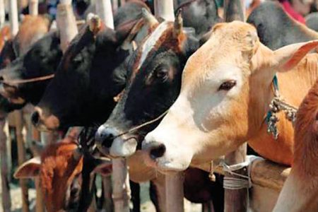 Cow_arthik