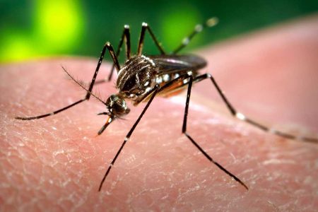 Dengue