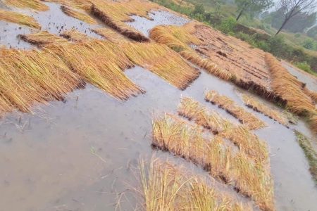 Dhan-kheti