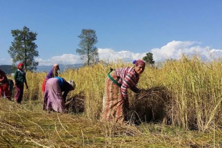 Dhan_katdai_kisan