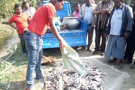 Dhanlpal Than fish (1)