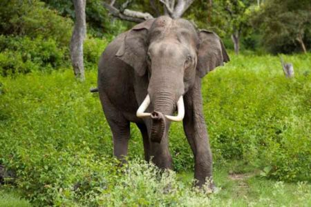 Dhurbe-elephant