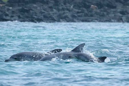 Dolphin