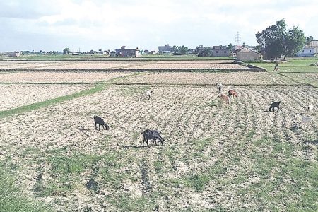Dry-Land
