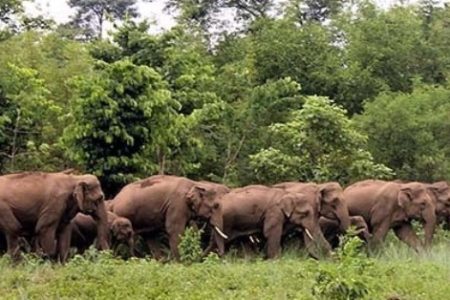 Elephant-2