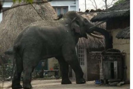 Elephant