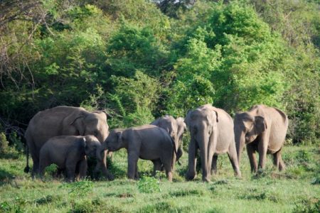 Elephant_3