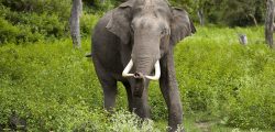 Elephant_Not_Dhurbe