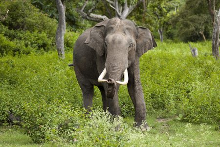 Elephant_Not_Dhurbe
