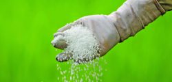 Farmer is pouring chemical fertilizer
