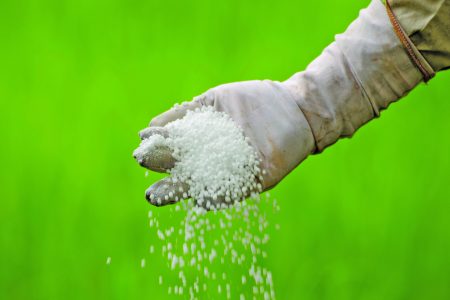 Farmer is pouring chemical fertilizer