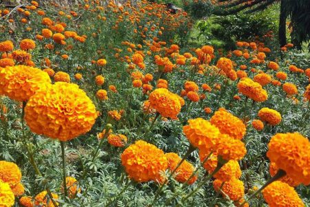 Flower-Sayapatrai-Fool-1024x623