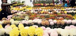 Godawari-flower-expo.v2