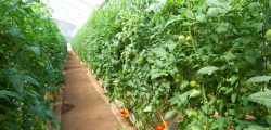 Greenhouse-tomatoes-photo-by-MMW-staff-FEATURE