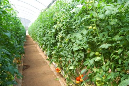 Greenhouse-tomatoes-photo-by-MMW-staff-FEATURE