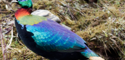 Himalayan_Monal_Adult_Male_East_Sikkim_Sikkim_India