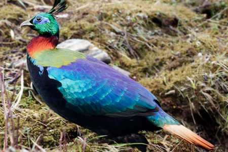 Himalayan_Monal_Adult_Male_East_Sikkim_Sikkim_India