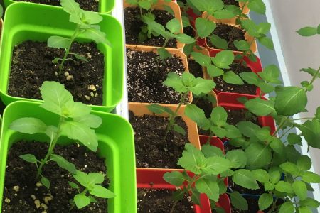 Holy Basil Tulsi