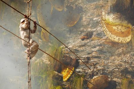 Honey-hunting-e1522931643572