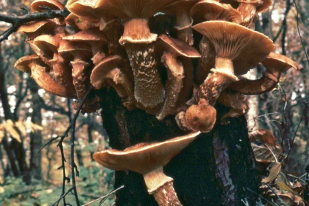 Honey-mushroom