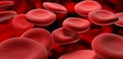 Human-red-blood-cells