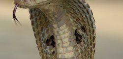 Indiancobra