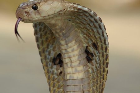 Indiancobra