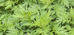 Japanese mugwort
