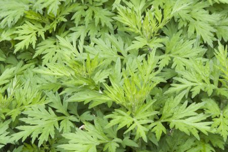 Japanese mugwort