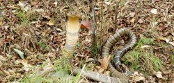 King_Cobra_KB_Thapa_Nepal-2600