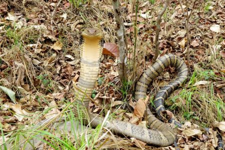 King_Cobra_KB_Thapa_Nepal-2600