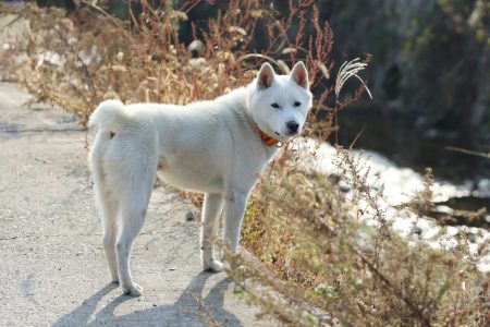 Korea Donggyeongyi dog BIT 2022 Hyungwon Kang RM 53k5wm5ma2a-1638864847460-3000s3