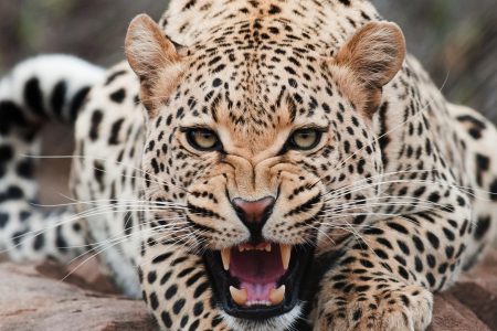 Leopard-Attack